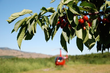 Parked in an Orchard