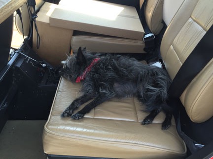 Penny in the Helicopter