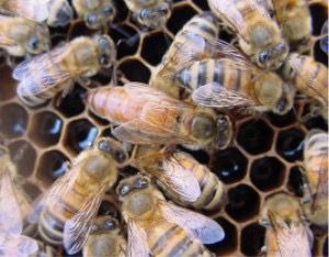 Queen Bee