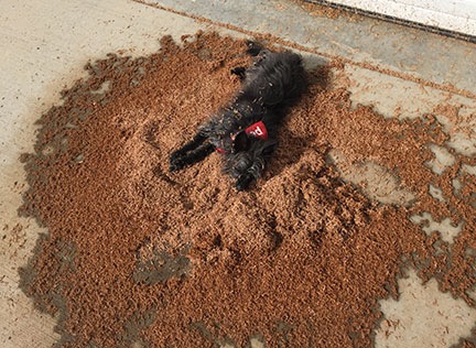 Dog in Composite Sawdust