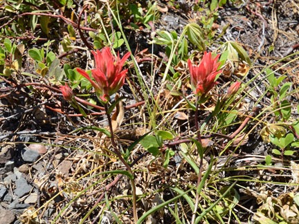 Indian Paintbrush