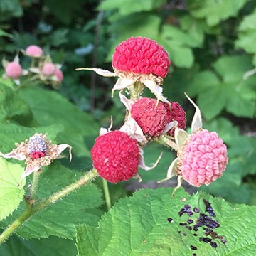 Thimbleberries