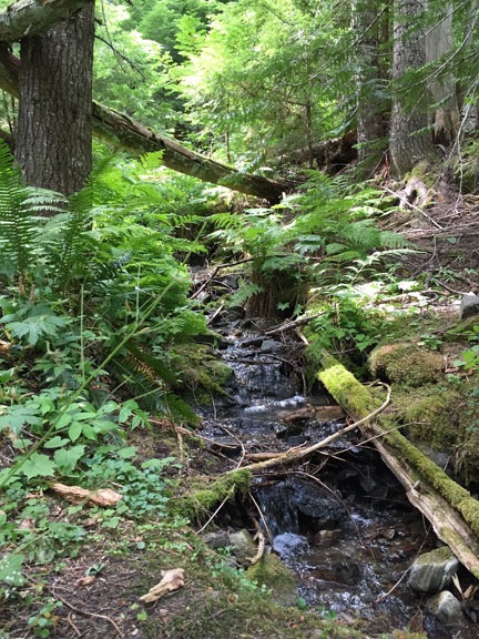 Tiny Creek