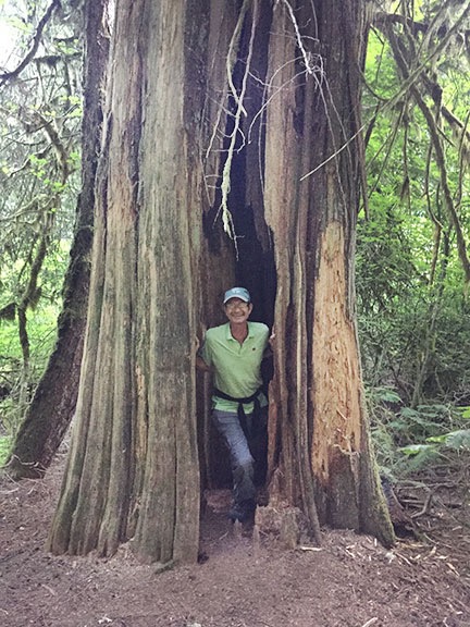 Kirk in a Tree