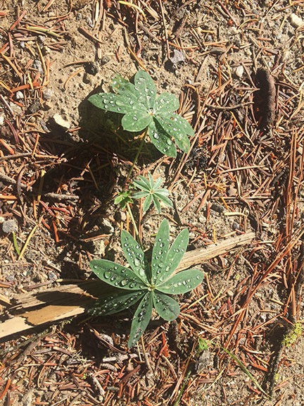 Dew on Lupine Leaves