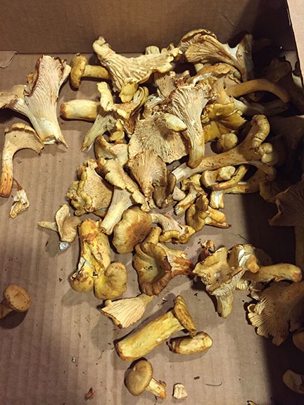 Chanterelle Mushrooms