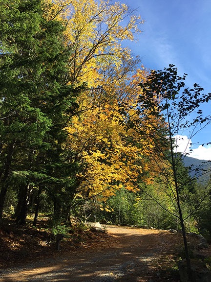 Fall Color at the NCELC