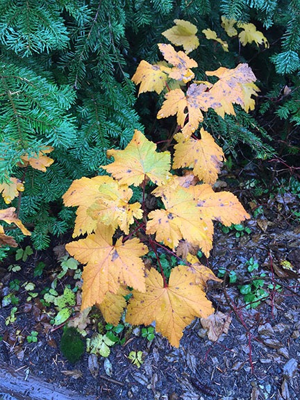 Leaves
