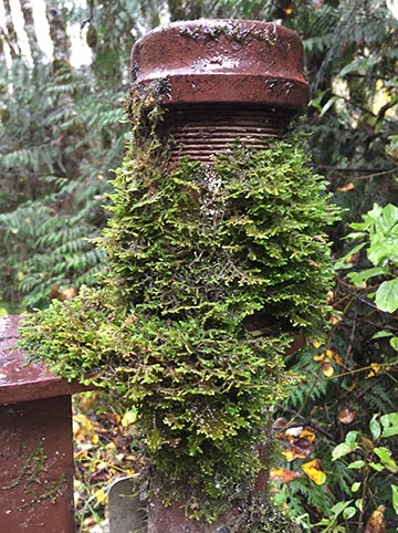 Moss on a Metal Post