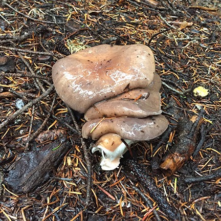 Mushrooms