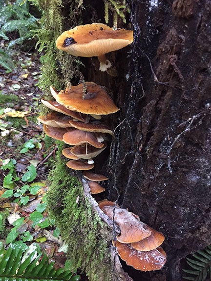Mushrooms on a Tree