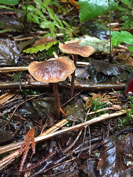 More Mushrooms