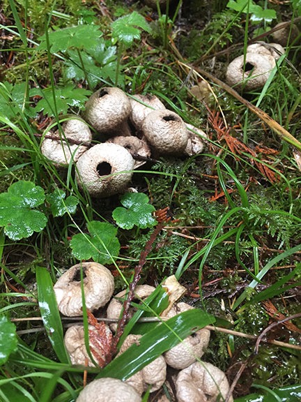 Puffy Mushrooms