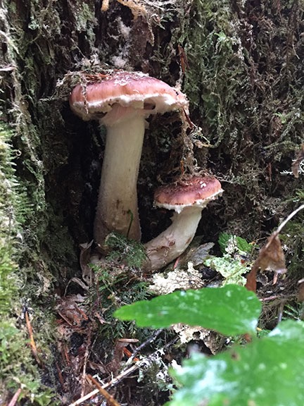 Beefy Mushrooms
