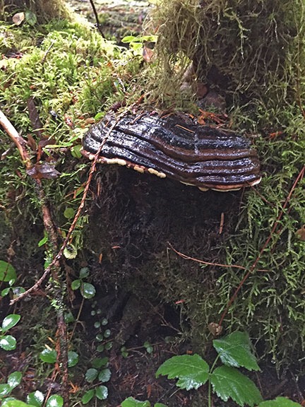Rock Hard Mushroom