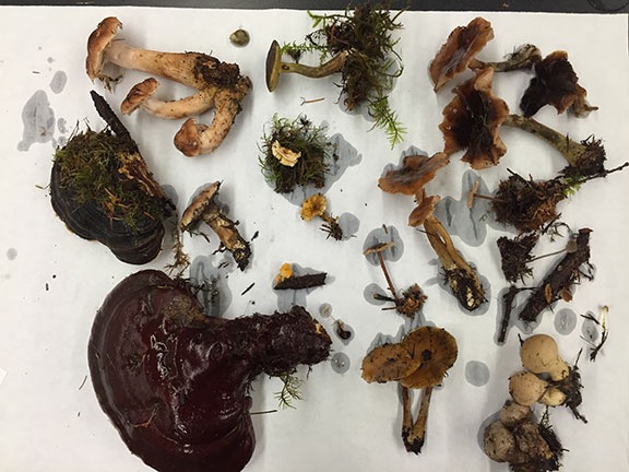 My Mushrooms