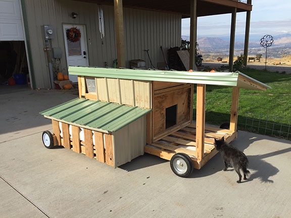 Coop on Driveway