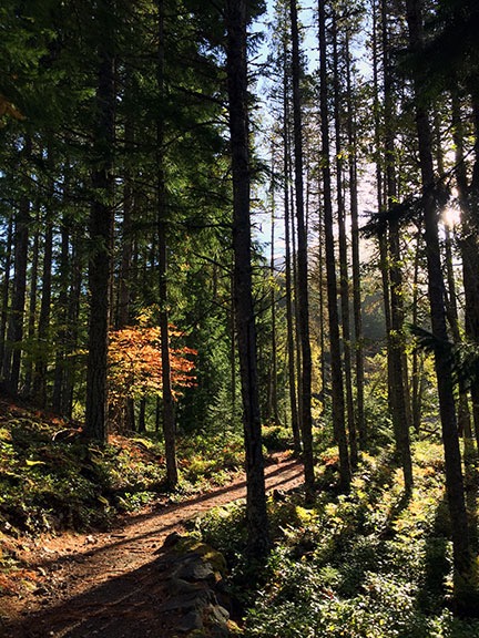 Morning Sun Through Autumn Trees