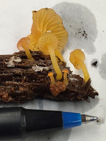 Tiny Mushroom