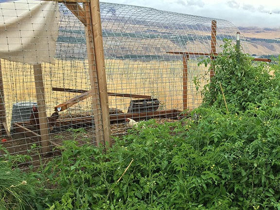 Chicken Yard Extension