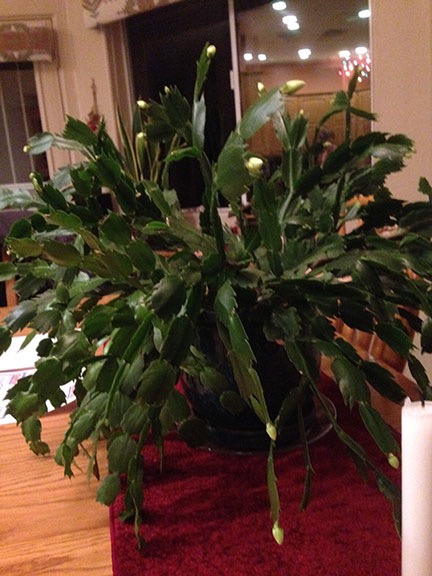 Budding Cactus