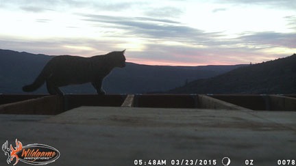 Dawn Cat