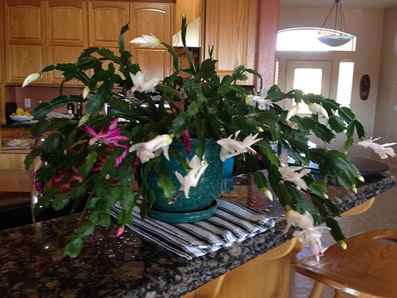Christmas Cactus in Bloom