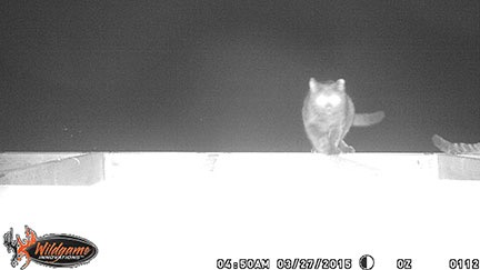 Glowing Eyes