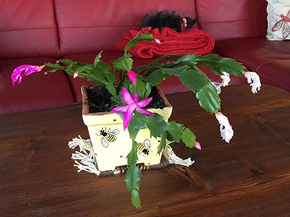 New Christmas Cactus