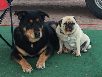 The Dogs