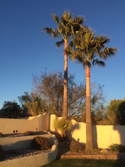 Palm Trees