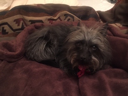 Penny in Bed