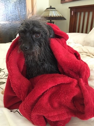 Penny after a Bath