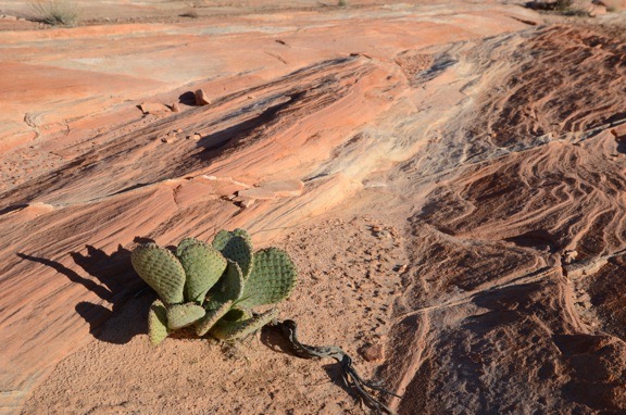 Cactus with Red Rocks
