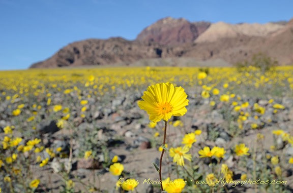 Death Valley Flowers