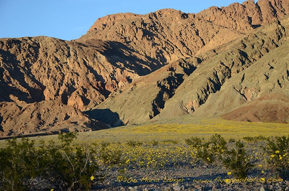Death Valley Flowers