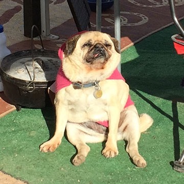 Lucy the Pug