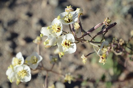 Death Valley Flowers