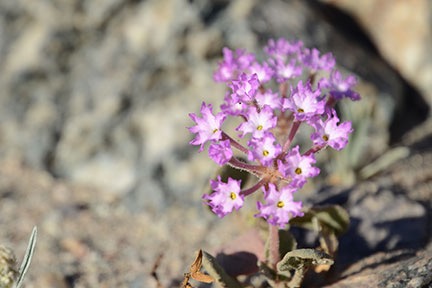 Death Valley Flowers