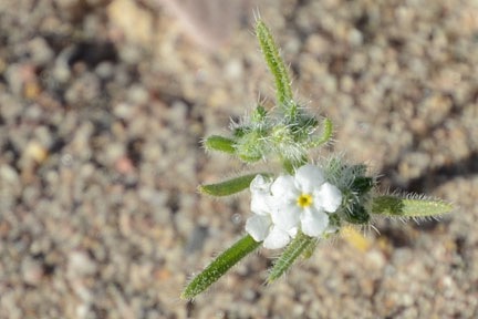 Death Valley Flowers