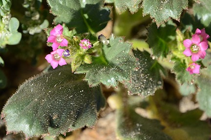 Death Valley Flowers
