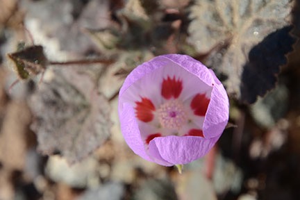 Death Valley Flowers