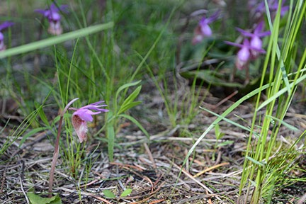 Fairy Slipper