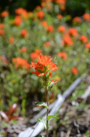 Harsh Indian Paintbrush