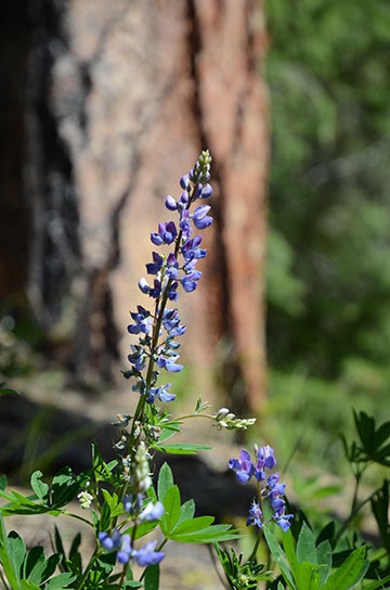 Lupine