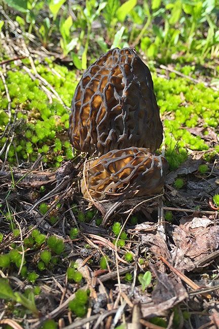 Morel Mushrooms