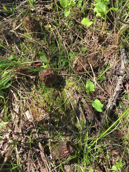 Morel Mushrooms
