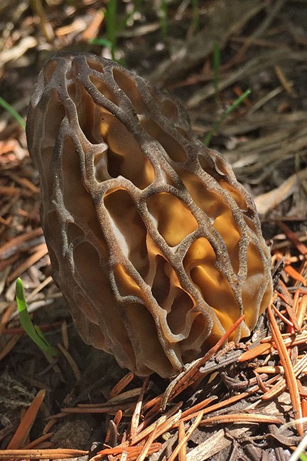 Morel Mushroom