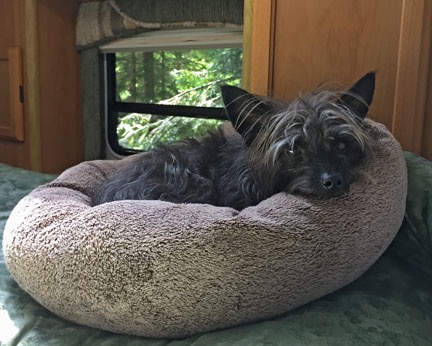 Penny in Bed