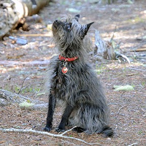 Penny Looking at Squirrel